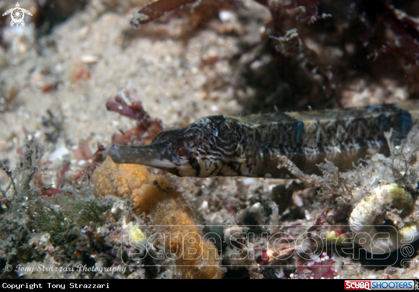 Tiger pipefish