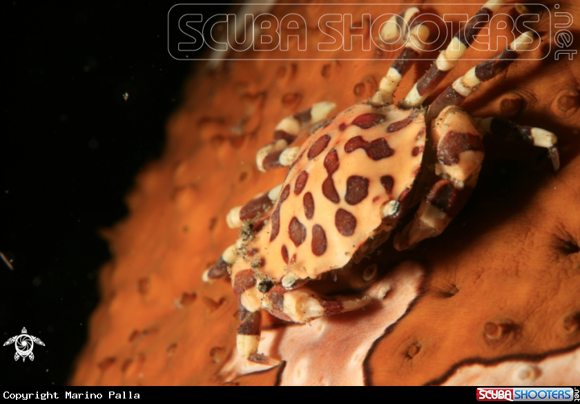 A Sea Cucumber Crab