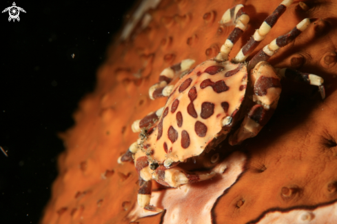 A Lissocarcinus orbicularis | Sea Cucumber Crab