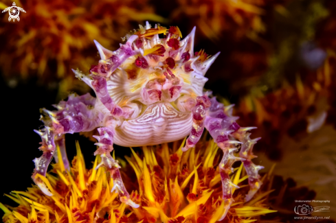 A Hoplophrys oatesi | Candy Crab