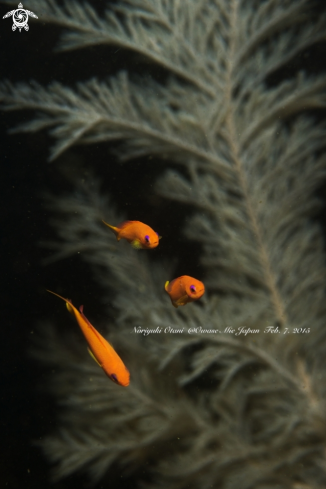 A Pseudanthias squamipinnis（Peters, 1885） | Sea goldie 
