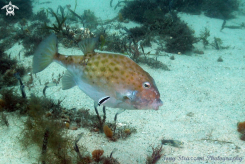 A Mosaic Leatherjacket and Cleaner Wrasse