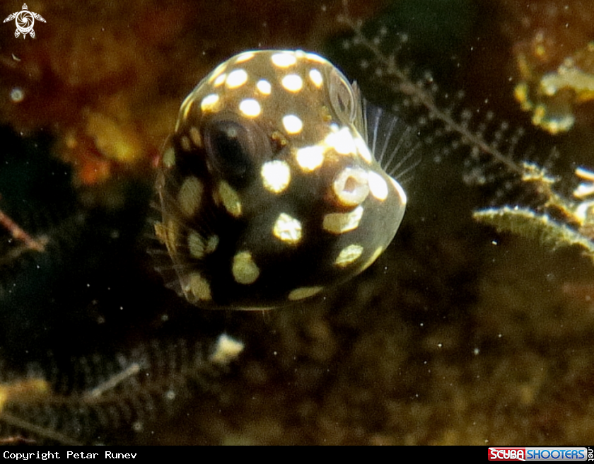 A White spotted baby Boxfish