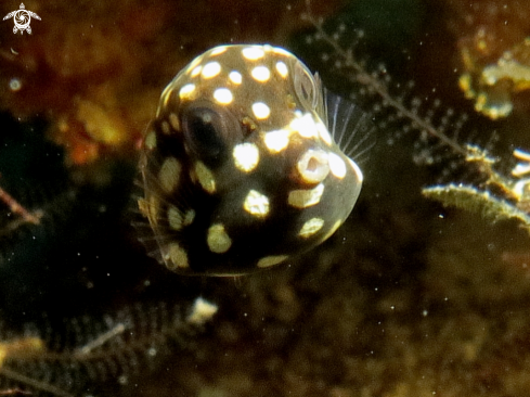 A White spotted baby Boxfish