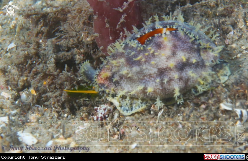 Yellow-toothed Cowry