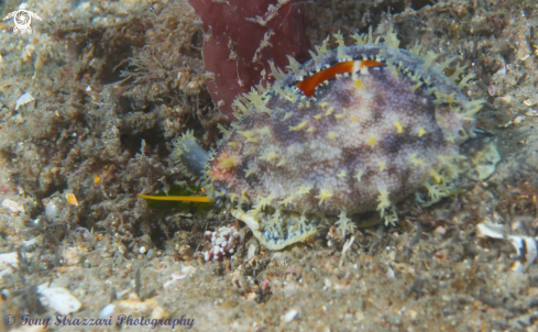 A Yellow-toothed Cowry
