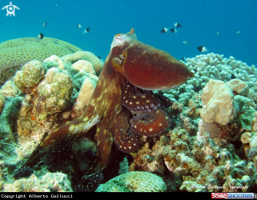 Octopus on the reef