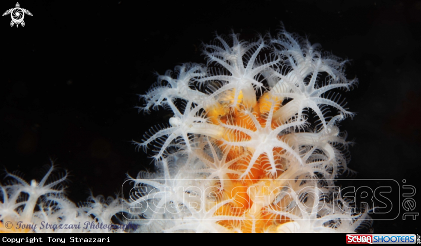 Snowflake coral