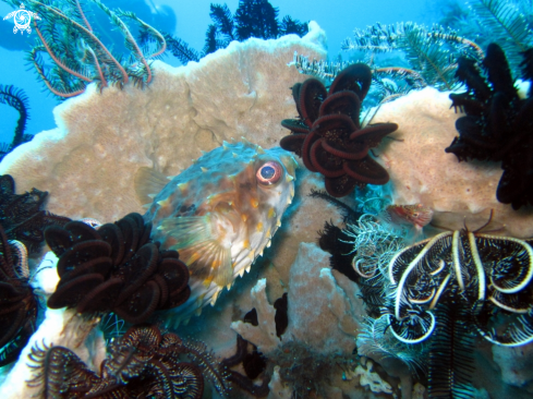 A Yellow - spotted Porcupinefish