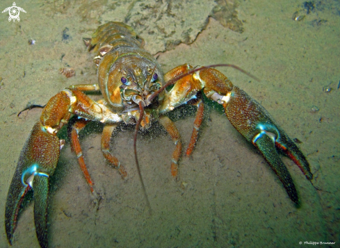 A Crayfish