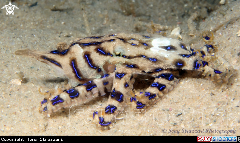 Blue-lined octopus