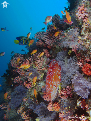 A Coral grouper, anthias, empress angelfish, soft corals
