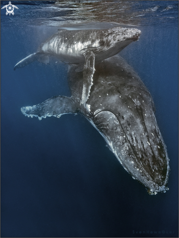 A Megaptera novaeangliae | humpback whale