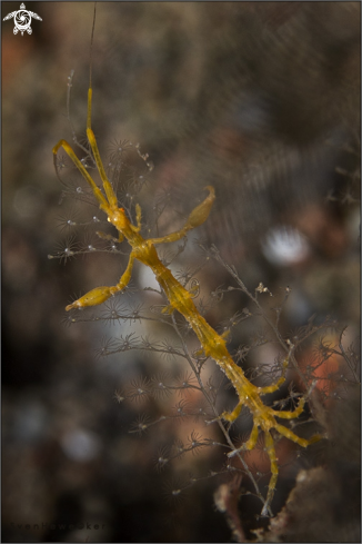 A liropus minusculus | skeleton shrimp