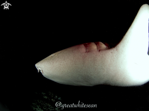 A Nebrius ferrugineus | Nurse Shark