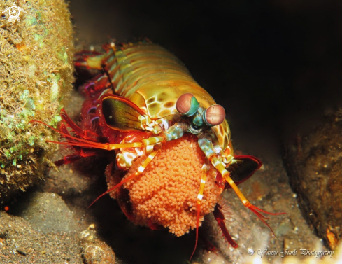 A peacock mantis shrimp 