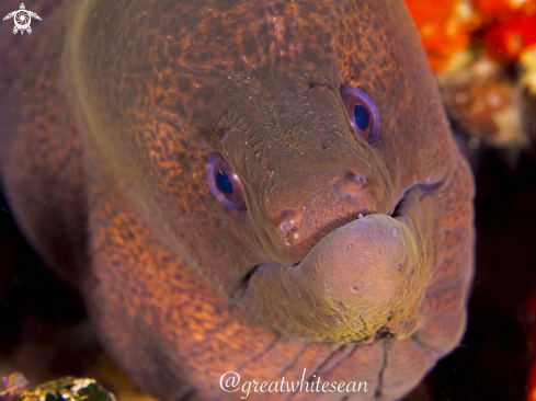 A Gymnothorax Javanicus | Giant Moray Eel