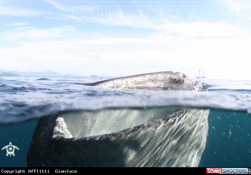 A whale shark