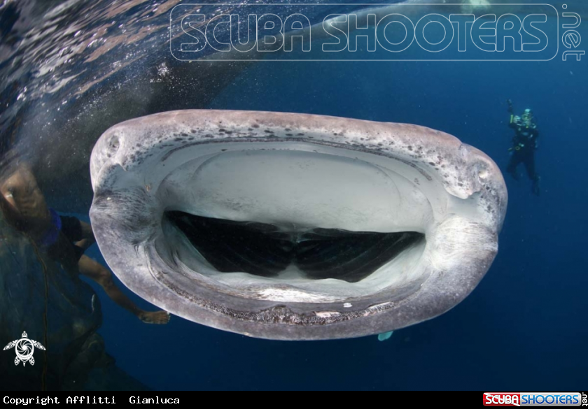 whale shark 2