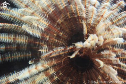 A Featherduster worm