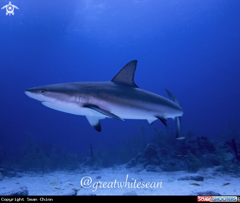 A Caribbean Reef Shark