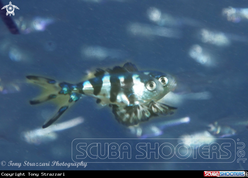 Bluebottle fish