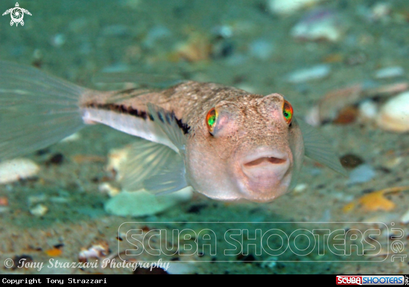 Brush-tail toadfish