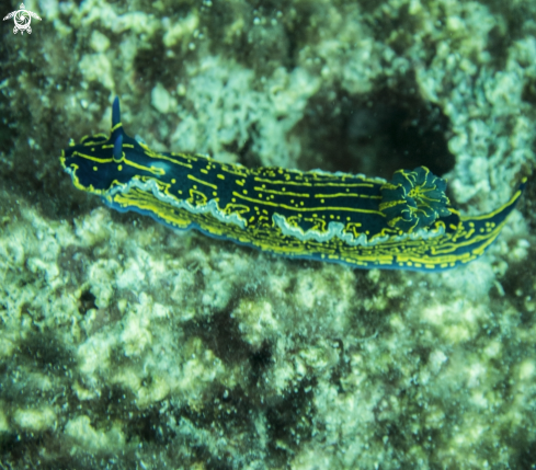 A Felimare cantabrica | Nudibranch