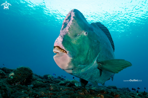 bumphead Parotfish