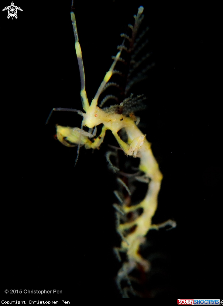 A Yellow Skeleton Shrimp 