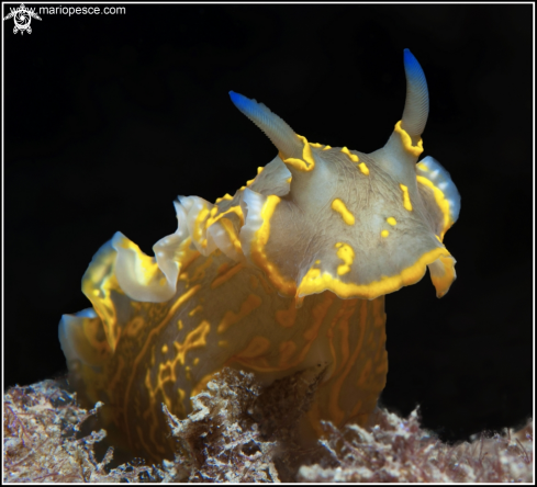 A Hipselodoris Picta | Nudibranch