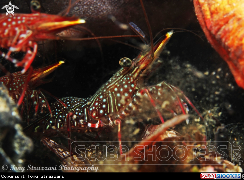 Serrated Hinge-Back Shrimp