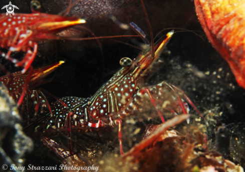 A Serrated Hinge-Back Shrimp