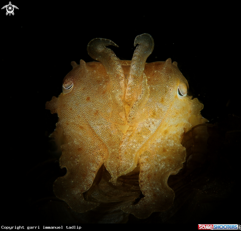 A pygmy cuttlefish
