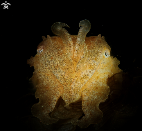 A pygmy cuttlefish