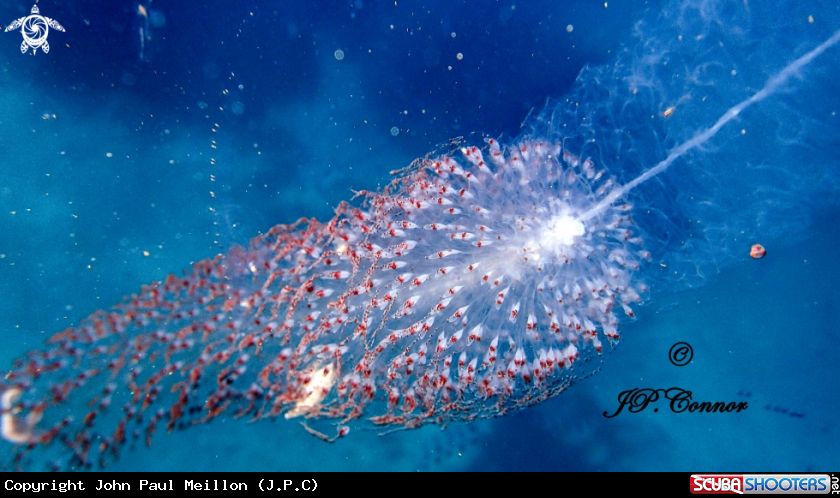  Siphonophore