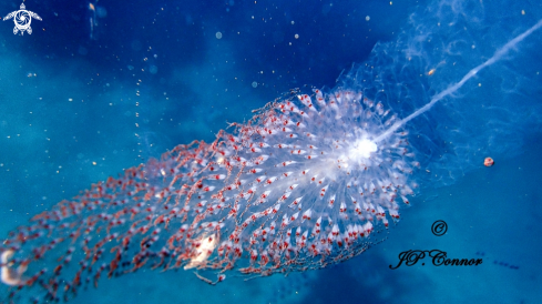 A Grand siphonophore