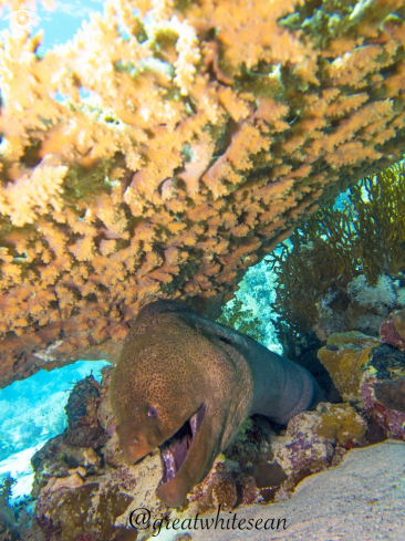 A Gymnothorax Javanicus | Giant Moray Eel 