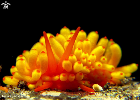 A banana nudibranch 