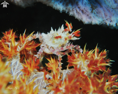 A Hoplophrys oatesil | Soft coral crab