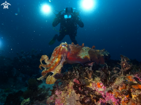 A Sepia apama | Giant Cuttlefish