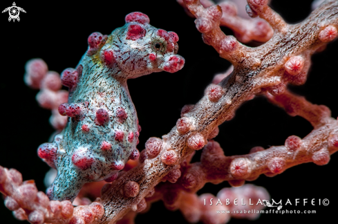 A Hippocampus bargibanti  | Pigmy sea horse