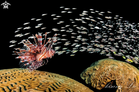 A Lion fish and small fish