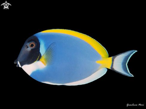 A Acanthurus leucosternon | Blue surgeonfish