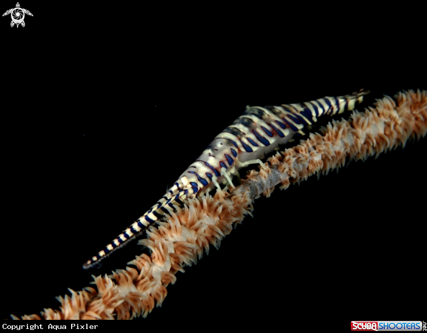 A Sawblade Shrimp 