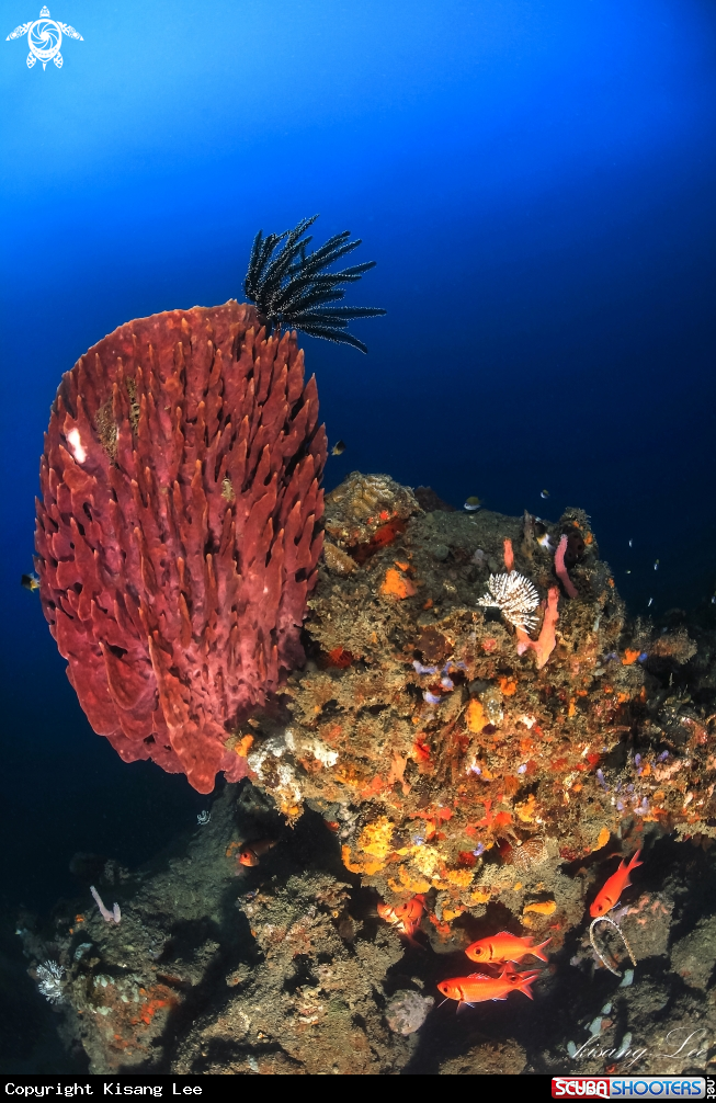 A Jar corals and crinoids
