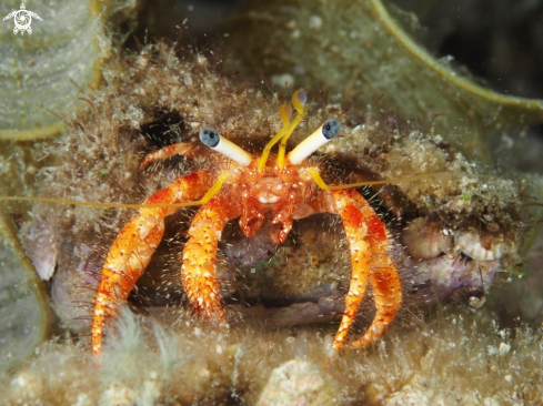 A Paguroidea | Hermit Crab