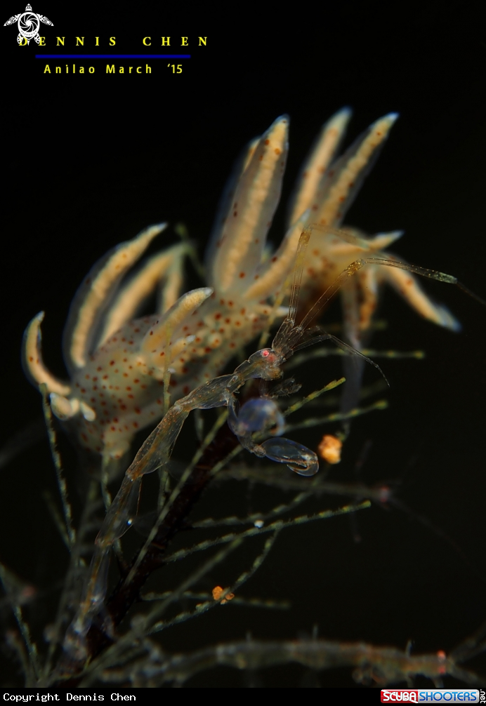 Caprella sp with Eubranchus echizenicus 