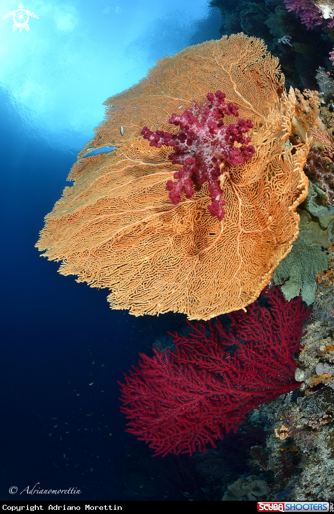 soft coral on seafan