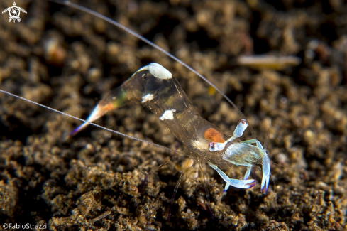 A Anemone shrimp